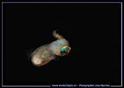 Very little baby squid during a nigth dive :O).............. by Michel Lonfat 